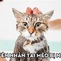 Cách Gọi Mèo Về Bằng Bát An