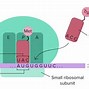 Quá Trình Phiên Mã Ở Vi Khuẩn E Coli Xảy Ra Trong چیست